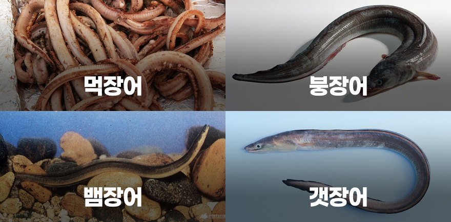 먹장어, 붕장어, 뱀장어, 갯장어